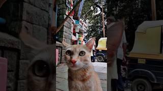 #viral #shortvideo #viralvideo #shorts #cat #cats #catlover  #yt #bts #pewdiepie #shorts