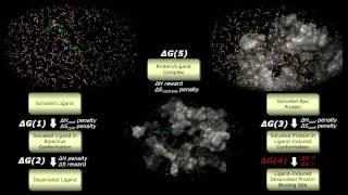 Thermodynamic Decomposition of Ligand/Protein Binding - An Introduction to WaterMap