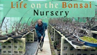 Life on the Herons Bonsai Nursery