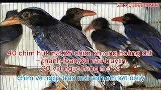 09/08_40 chim hút mật, 25 phượng hoàng đất  và Thanh Loan 20 chim yến phụng 20 sáo nâu truyền mới về