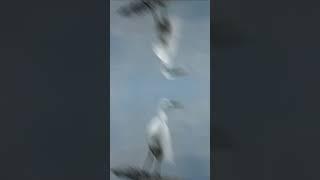 Dinosaur Classification: Archosaurs, Saurischia, and Ornithischia #shortvideo  #dinosaur