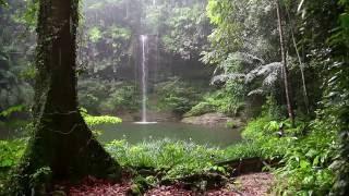 Magnifique Surat Al-Ĥijr avec Pluie et les Sons de la Forêt  -  Pour Se Détendre , Méditer Et Dormir