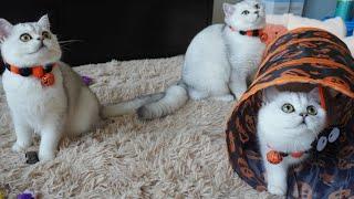 Spooky Sweet Halloween Kittens Are Taking Over!