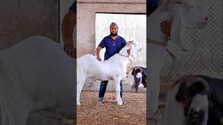 Janwar Paala Karo️ #bakraeid #bakraeid2025 #bakraeidspecial #bakra #goats #trending #biggoats