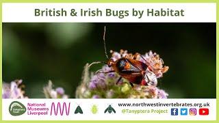 British & Irish Bugs by Habitat