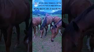 제이에스홀드의 고향 JS farm에 가다! #김호경마 #김호조교 #김호신마