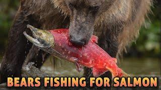 Canon R5 - Bears Fishing for Salmon - Grizzly Bears Eating Fish in Alaska