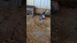 Barn Cats Catching The Chicken's Food!!