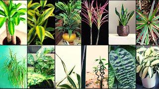 DRACAENA VARIETIES - Plants Weekly