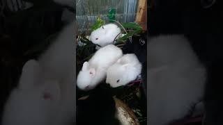 Anak kelinci hias di feed breed bunny lucu sekali ya... #shorts