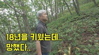 산양삼 절대 이렇게 키우시면 안됩니다!!!