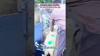 #sheep #shepherd #medicated baths #worming #farming #popular science #increase knowledge #foryou fyp