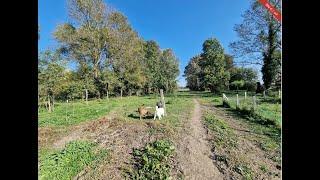 Renoviertes Bauernhaus in Ungarn mit großem Grundstück für Pferdehaltung geeignet (ABA) CM157