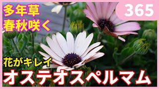 オステオスペルマムの育て方 ｂｙ園芸チャンネル 365 園芸 ガーデニング 初心者