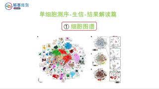 单细胞测序-生信结果解读-细胞图谱（Single Cell Sequencing - Interpretation of Bioinformatics Results - Cell Map）