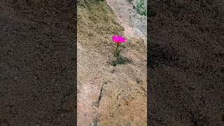 Singer Rahul mahato dil he ki manatanahi hindi #song #bollywood #love #factswood #music