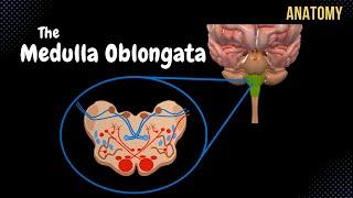 Medulla Oblongata Anatomy - External & Internal (White & Grey matter) + QUIZ