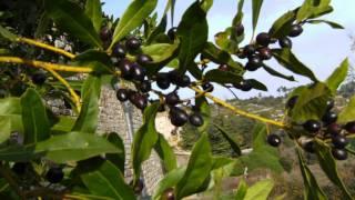 Laurus nobilis (with translation text)
