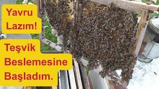 Soğuklardan Sonra İlk Sıvı Besleme. #arıcılık #beekeeping #beekeeper #bee #teşvik beslemesi