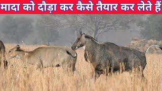 Mada Nilgai Ko Dauda Dauda Kr Taiyar Kaise karte hai nar ? #techearth,