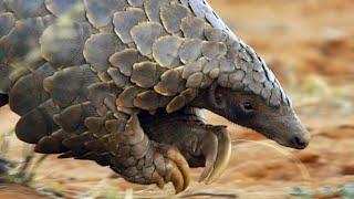 Pangolins and Aardvarks Search for Termites | 4K UHD | Seven Worlds One Planet | BBC Earth