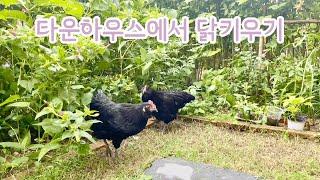 타운하우스에서 닭키우기 / 병아리 부화 과정