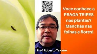 Voce conhece a PRAGA TRIPES nas plantas? Manchas nas folhas e flores! #robertotakane