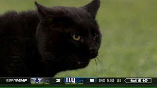 Cat Runs Onto the Field & Interrupts Game | Cowboys vs. Giants | NFL