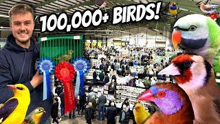 GIANT Bird Market in the UK - Stafford 2024