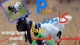 kamori goat| kamori bakri|Kamori Goat Farm | Rare Breed In the World | Kamori Goat Breed