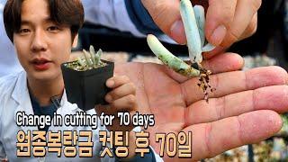 (ENG SUB) 원종복랑금 컷팅 후 70일! 어떻게 변했을까? -Change in succulent cutting for 70 days (多肉植物)(たにくしょくぶつ)