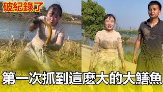 破紀錄了，抓鱔魚這麽多年第一次抓到這麽大的貨【鄉村魚小妹】