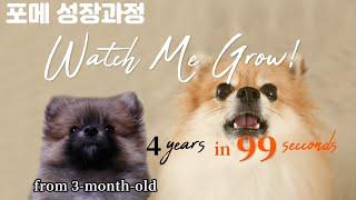 Transformation Time Lapse | Orange Sable Pomeranian Renji (including UGLIIES & BEAR CUTS)