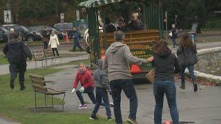 Stanley Park horses spooked by car horn take tourists on wild ride