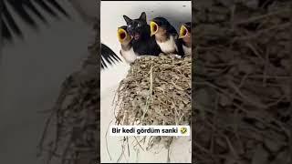 Resimdeki Kedi yi  Bulabilecek misin? Komik kedi videoları 2024- funny Animals 2024 