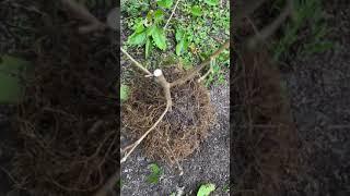 Pruning My Potted Mulberry tree Part 1..Central Florida zone 9B