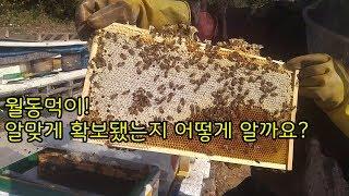 [양봉교육] 이상적인 월동밀개/저밀의 모습은 어떨까요?