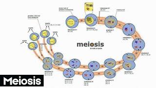 Meiosis : How Cells Divide to Create Life | Animation video