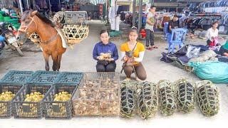 Use Horse Go To Market To Buy Pigs, Chickens, Ducks To Raise - Build Chicken Coop. Ly Tieu Toan