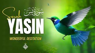 Surah Yasin (Yaseen) سورة يس | Relaxing heart touching voice | Al-Taqwa TV