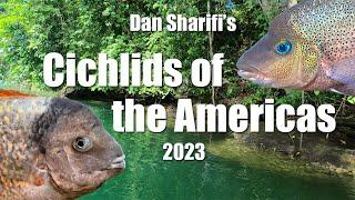 Behind the scenes of Dan Sharifi's Cichlids of the Americas 2023, New and Improved