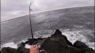 Surf Fishing Long Island's FALL RUN- Blues, Shad and Dolphins