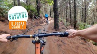 Te Poaka Trail, Rotorua - The FLOWIEST new track