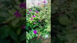 Sadabahar flower in garden|Sadabahar periwinkle|#shortsfeed #plants #flowergarden #garden #shorts..