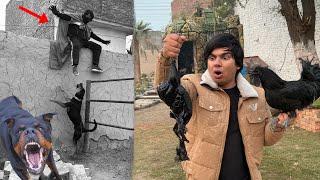 Rottweiler Ny Chor Pr Attack Kr Dea  Black Murgi Zibha Krni Pari 