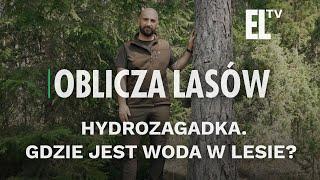 Hydrozagadka. Gdzie jest woda w lesie? | Oblicza lasów #85