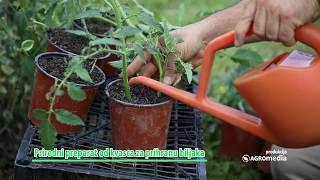 Cheap And Effective FERTALIZER With Yeast for Plants - They Grow Like Crazy| How To Make