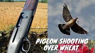 Pigeon Shooting | Decoying on Wheat Crop | Lots of Birds