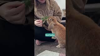 Bonding With Your Bunny 