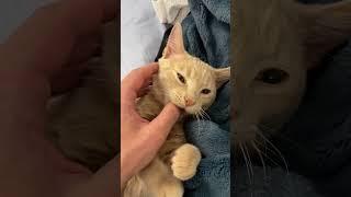 Baby kitty bites #cats #cutecats #funnycats